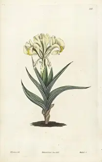 Caucasean iris, Iris caucasica