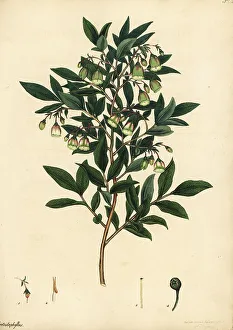 Caucasian whortleberry, Vaccinium arctostaphylos