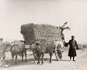 Caucasus Georgia -bullock or ox cart wagon with load