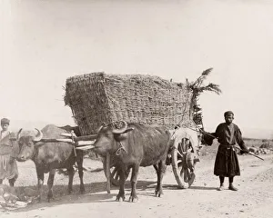 Caucasus Prints: Caucasus Georgia -bullock or ox cart wagon with load
