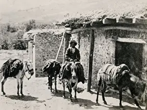 Caucasus Prints: Caucasus Georgia Tiflis Tblisi - Caucasian pack mules