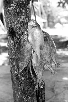 Images Dated 13th June 2016: Caught fish hanging on a tree, La Digue, Seychelles
