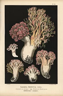 Mushroom Collection: Cauliflower coral mushroom, Ramaria botrytis, edible
