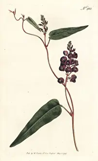 Caulinia bimaculata