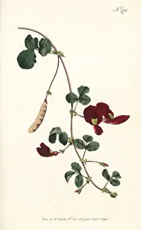 Caulinia coccinea