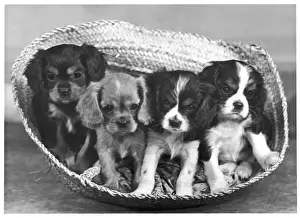 CAVALIER KING CHARLES