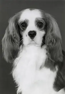 Spaniels Prints: Cavalier King Charles Spaniel, Alansmere Ashleigh Wilkes. Date: 1984