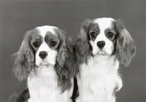 Spaniels Prints: Cavalier King Charles Spaniel, Alansmere Bells Boy and A Bellringer. Date: 1981