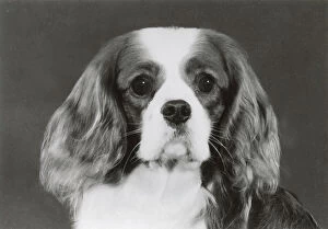 1985 Collection: Cavalier King Charles Spaniel, Alansmere Country Boy. Date: 1985