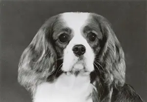 Spaniels Prints: Cavalier King Charles Spaniel, Alansmere Country Boy. Date: 1985
