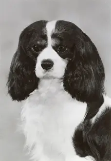 Spaniels Prints: Cavalier King Charles Spaniel, Alansmere Just-a-Fellow. Date: 1987