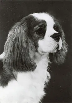 Spaniel Prints: Cavalier King Charles Spaniel, Alansmere Pierre. Date: 1985
