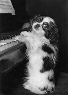 Puppy Collection: Cavalier King Charles spaniel at the piano