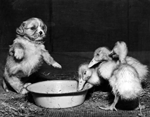 Images Dated 9th January 2017: Cavalier King Charles Spaniel pup and ducklings