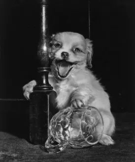 Cavalier King Charles spaniel puppy with beerglass