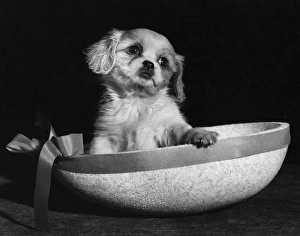 Cavalier King Charles spaniel puppy in Easter egg box Cavalier King Charles spaniel puppy in Easter egg box