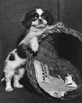 Cavalier King Charles spaniel with wastepaper basket