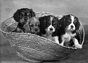 CAVALIER KING CHARLES(4)
