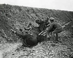 Images Dated 29th January 2009: Cavalry pack horse takes a fall, Western Front, WW1