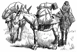Images Dated 8th July 2004: US Cavalry Pack Mules; Arizona, 1887