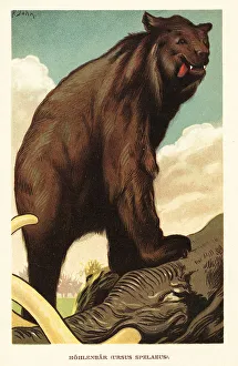 Mammoth Prints: Cave bear, Ursus spelaeus, standing on a mammoth