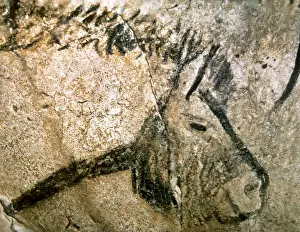 Paleolithic Prints: Cave of Niaux. Prehistoric painting. Horse head. France