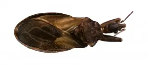Bite Prints: Cavernicola pilosa, triatomine bug