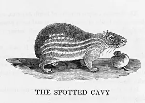 Cavy (Bewick)