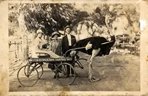 Cawston Ostrich Farm, Arroyo Seco Valley, California
