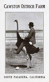 Images Dated 19th August 2016: Cawston Ostrich Farm, South Pasadena, California