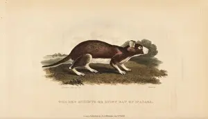 Basire Prints: Cayenne spiny rat, Proechimys guyannensis