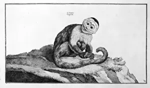 Linnaeus Prints: Cebus capucinus, white-faced capuchin