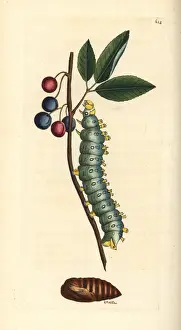 Cecropia moth, Hyalophora cecropia