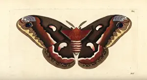 Cecropia moth, Hyalophora cecropia