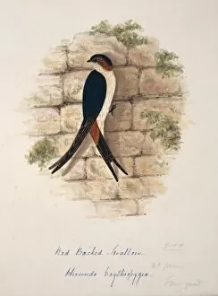 Margaret Bushby La Cockburn Collection: Cecropis daurica, red-rumped swallow
