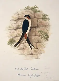 Rumped Prints: Cecropis daurica, red-rumped swallow