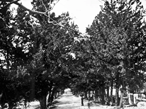 Cedar Avenue, Hamilton, Bermuda 1873 Cedar Avenue, Hamilton, Bermuda 1873