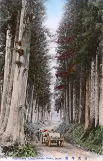 Cedar Prints: The Cedar Avenue of Nikko, toward Imaichi, Japan