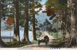 Cedar Prints: A Cedar (Cryptomeria) Avenue at Hakone, Japan