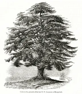 Cedar Prints: Cedar of Lebanon, Hampstead, NW London