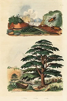 Herpetology Prints: Cedar of Lebanon, two-lined caecilian and click beetles