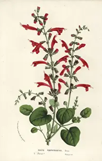 Cedar Prints: Cedar sage, Salvia roemeriana