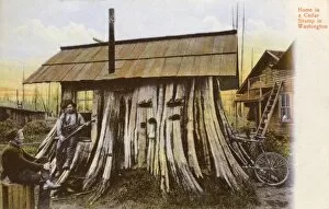 Cedar Stump Residence, Oregon