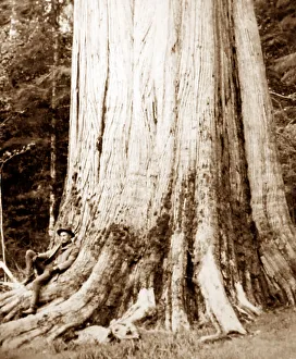 Cedar Prints: Cedar tree, Vancouver, Canada