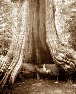 Cedar tree, Vancouver, Canada