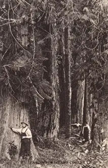 Cedar Prints: Cedar Trees - Vancouver Island, Canada
