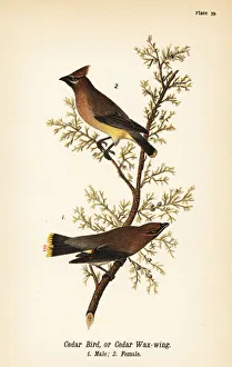 Olivaceus Prints: Cedar waxwing, Bombycilla cedrorum