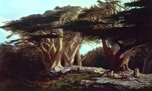 Latest Fine Art Gallery: The Cedars of Lebanon, by Edward Lear