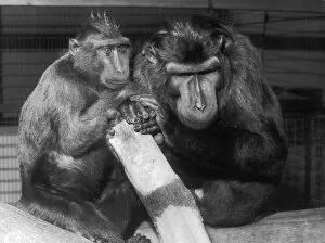 Monkey Gallery: Celebes Black Apes