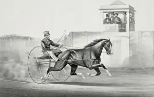 Dexter Prints: Celebrated horse dexter, The king of the world